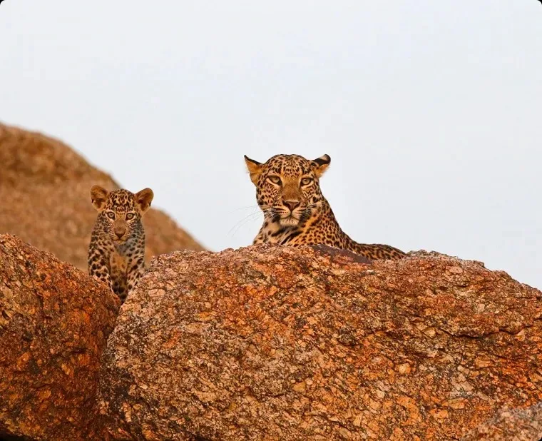 JAWAI <br> NATIONAL  PARK