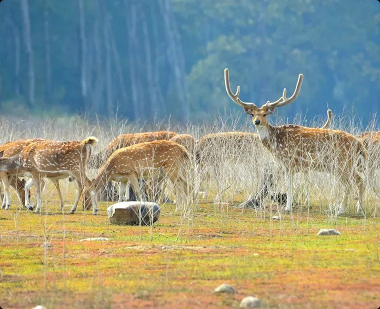 JIM CORBETT <br> NATIONAL  PARK